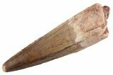 Fossil Spinosaurus Tooth - Feeding Worn Tooth #368123-1